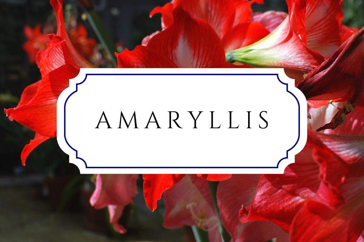 botanical baby names amaryllis