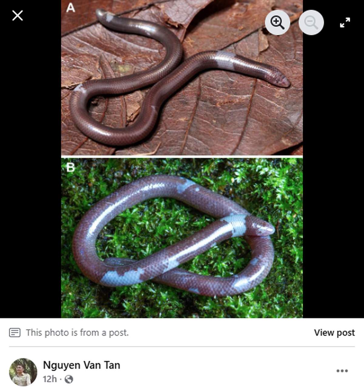 The new species was previously mistaken for Langbian’s Blind Skink (pictured) before further study found it belongs to its own species.