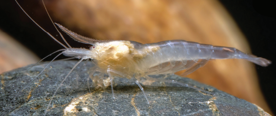 The new species was identified by its “strongly degenerated” eyes and body color, which make it translucent, researchers said.