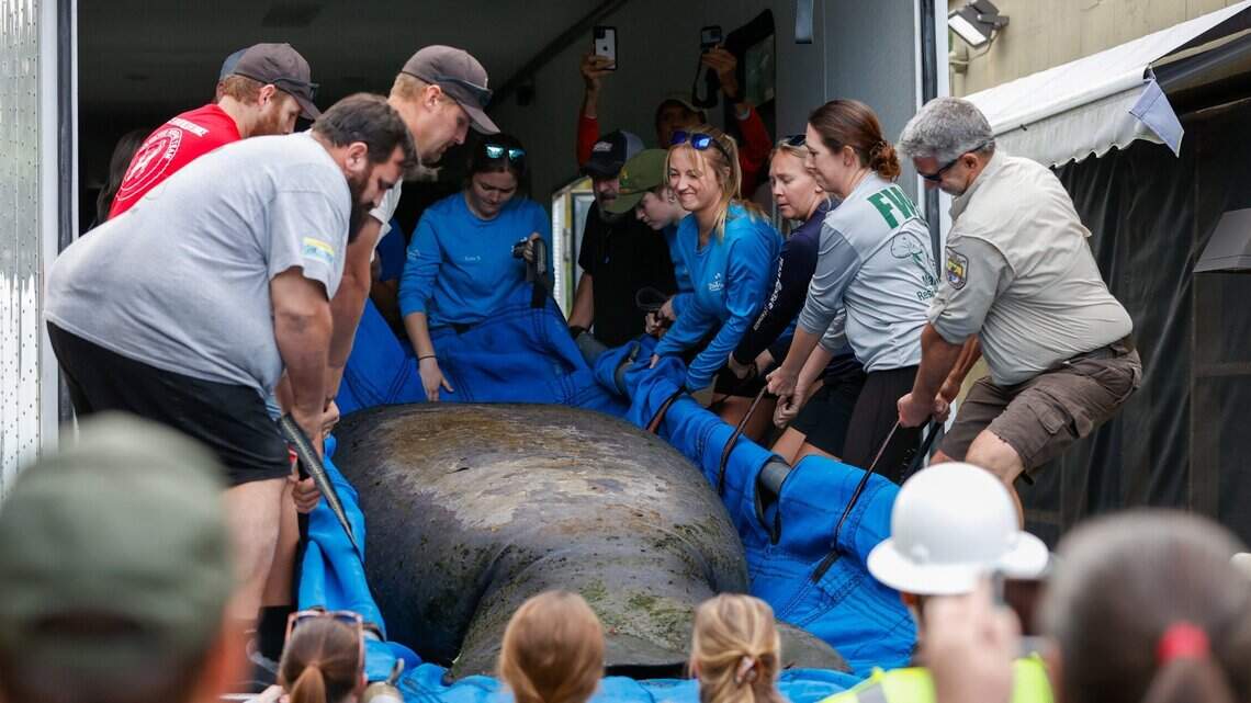Three Miami Seaquarium manatees relocated. TikTok video spurred outcry of their care