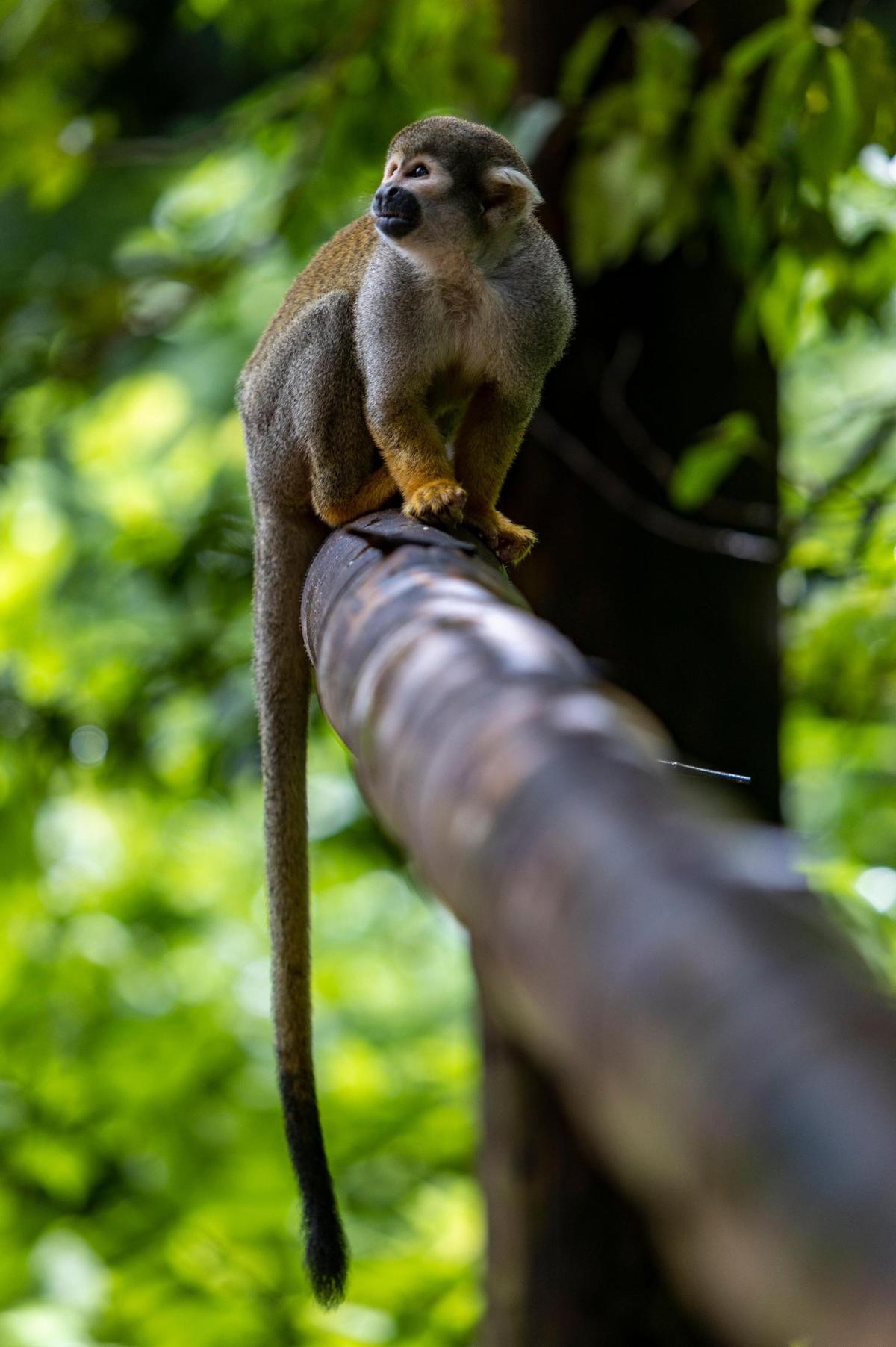 Un mono ardilla dentro de la exposición de la selva amazónica en Monkey Jungle.