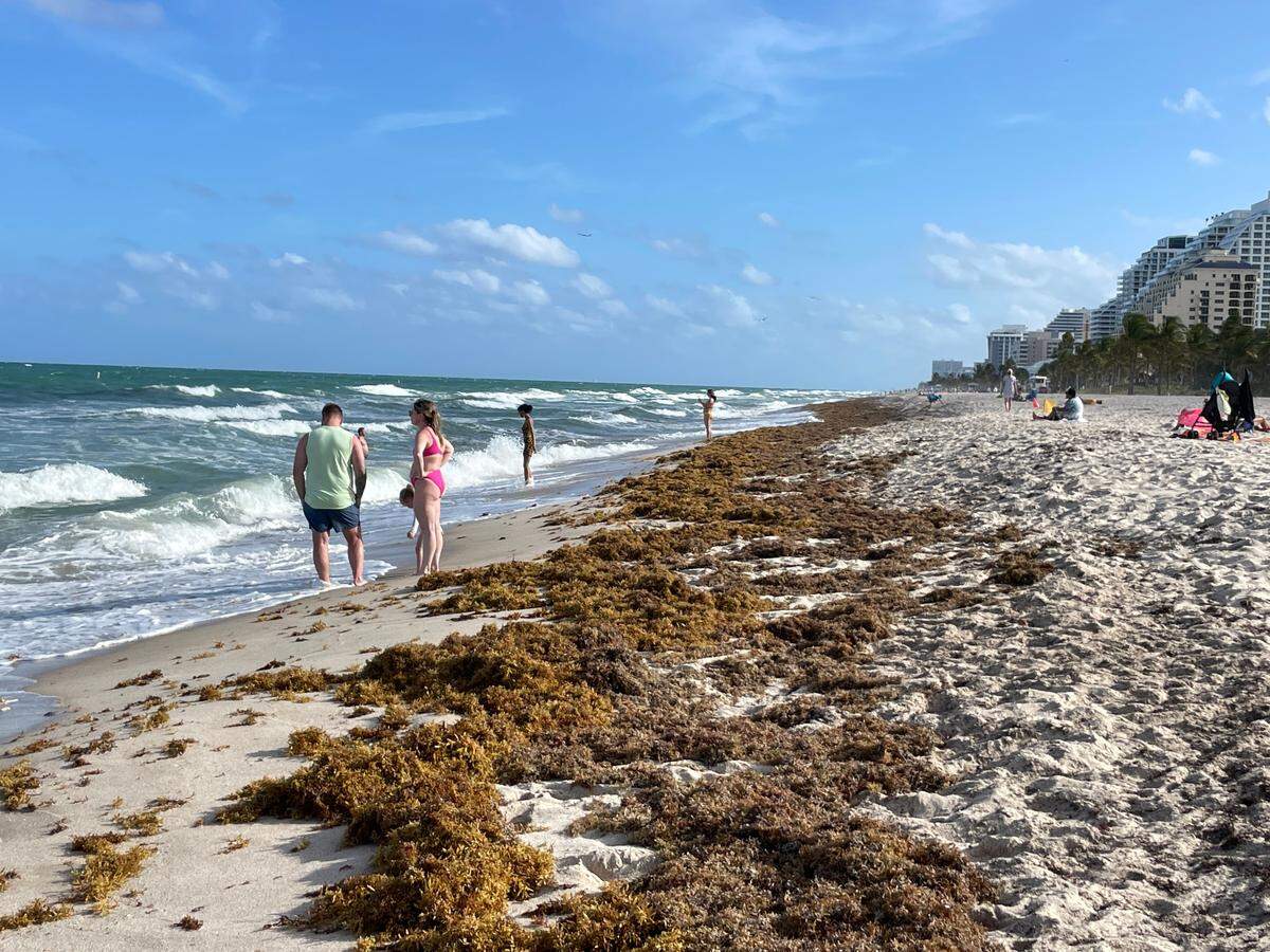 Beachgoers step around a mat of sargassum that washed ashore at Fort Lauderdale Beach near Sunrise Boulevard on March 31, 2023.