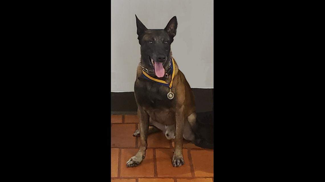 Miami Police Canine Patrol Officer Kano, who has risked his life several times, was honored as the Canine Patrol officer of the year by the Rotary Club of Miami.