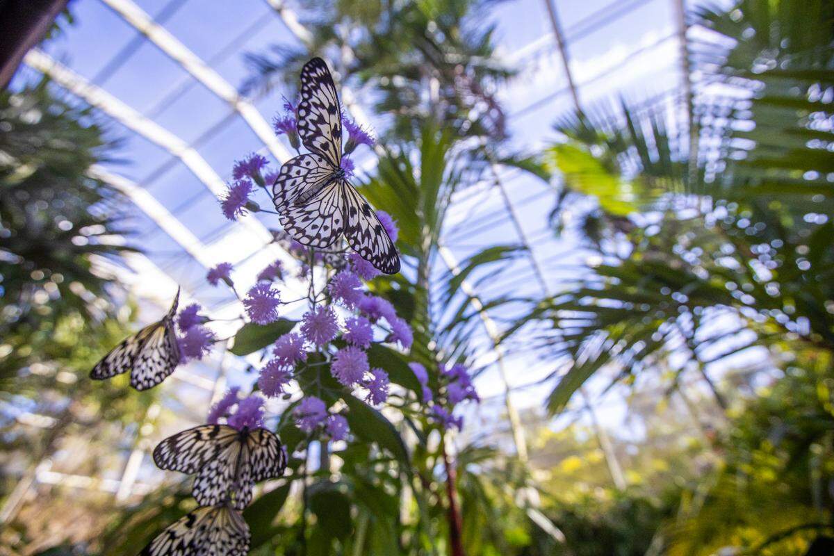 Admission to the “Wings of the Tropics” butterfly exhibit is included with your ticket to Fairchild Tropical Botanic Gardens.