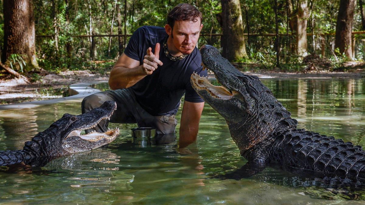 Chris Gillette le da un premio a su caimán, Big Mac, mientras Bella, el caimán de la izquierda, espera su turno en el santuario de animales Bellowing Acres en Ocala, Florida, el miércoles 18 de septiembre de 2024. Gillette publica actualizaciones en video para sus 8 millones de seguidores en las redes sociales y lleva a su audiencia a un viaje de construcción de un santuario y entrenamiento de animales exóticos.