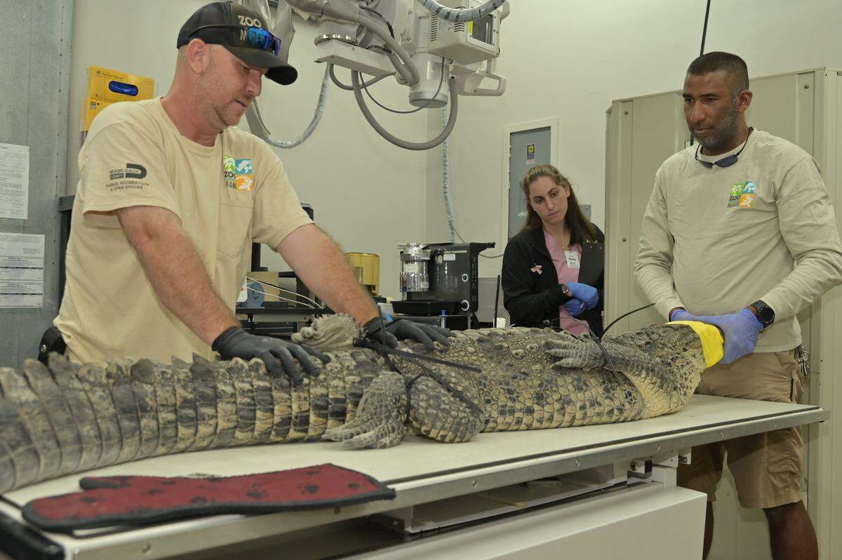 Zoo Miami staff stabilize an American crocodile after surgery to remove a spear that was lodged in its head. The reptile was found in Key Largo Saturday, Oct. 18, 2025, with the three-foot spear sticking out of its head.