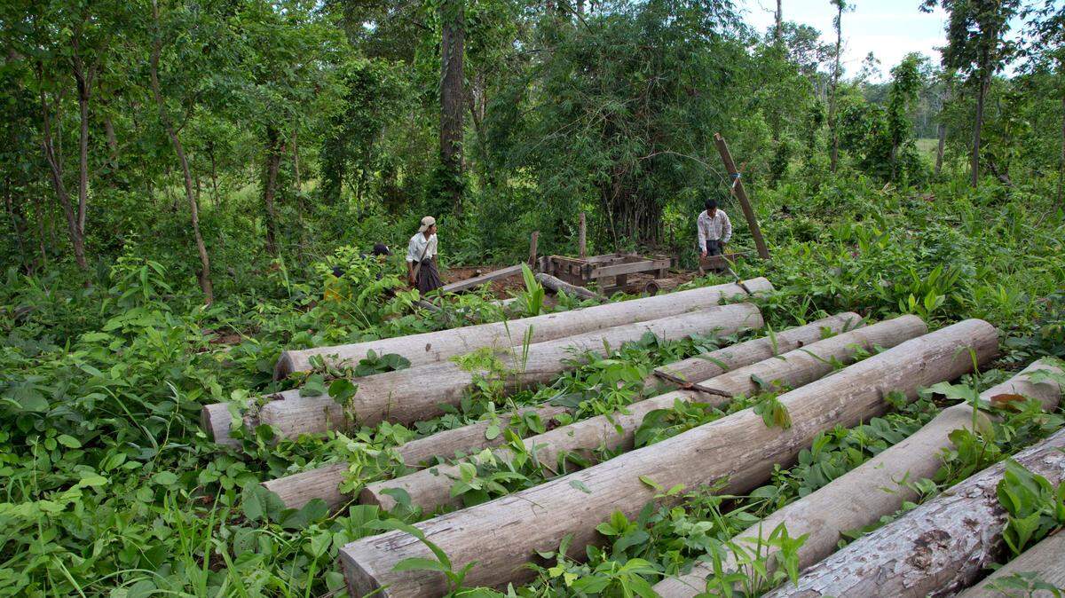 In this file photo, environmental activists who combat illegal logging remove overgrowth covering recently raided, illegally logged trees. The location is in what used to be a jungle in Chaung Gwet, in northern Sagaing division, Myanmar, on June 25, 2016. American companies are still importing teak from Myanmar despite sanctions imposed after the military seized power. (AP Photo/ Gemunu Amarasinghe, File)