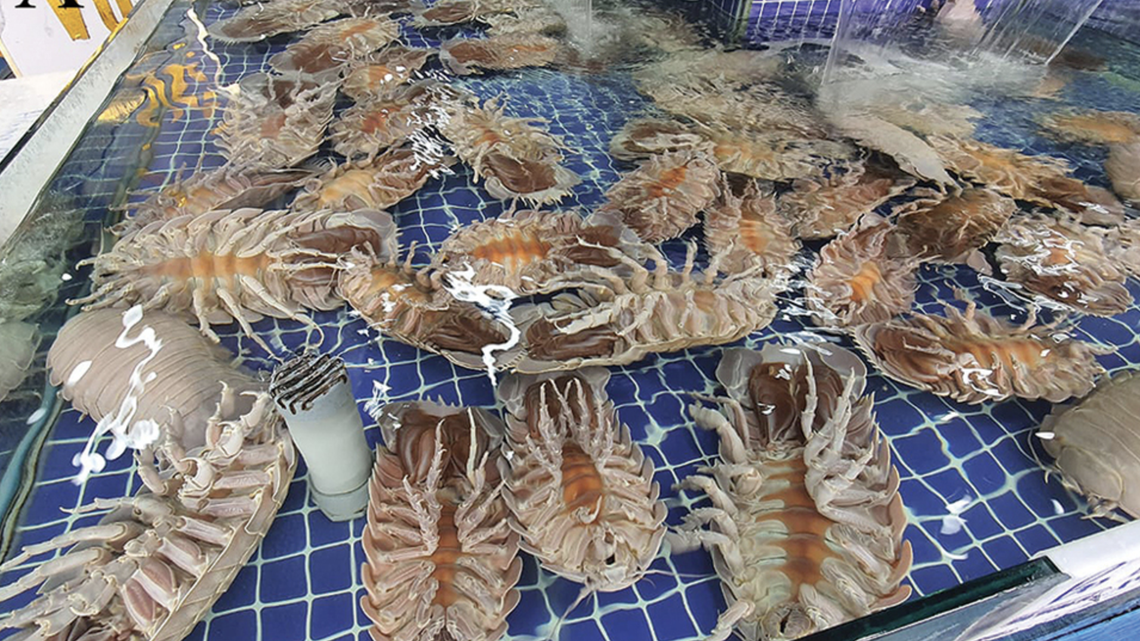 Deep-sea isopods found in markets and restaurants turned out to be a species new to science.