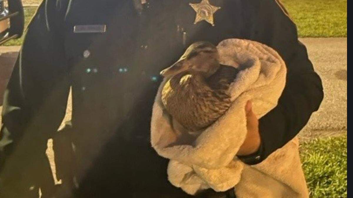 A Pinellas County, Florida, deputy rescued a duck after being dispatched to a call concerning two ducks that were hit by a vehicle.