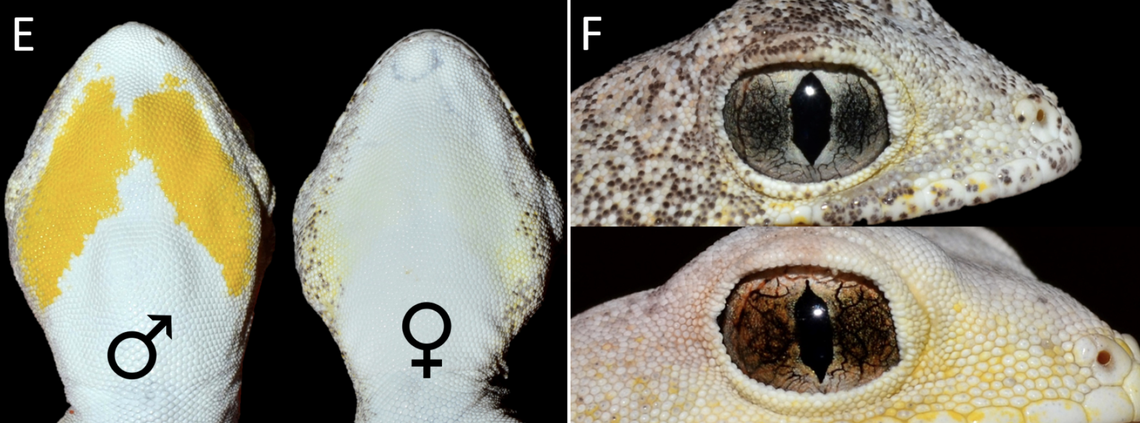 Males have yellow under their bottom jaw, and their eye colors range from silver to a darker amber color.