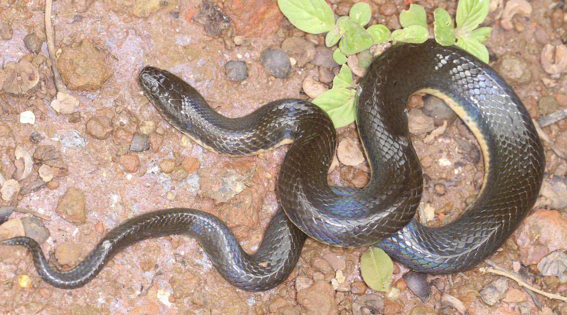 The new species of mud snake was distinguished by its DNA and its physical appearance, experts said.