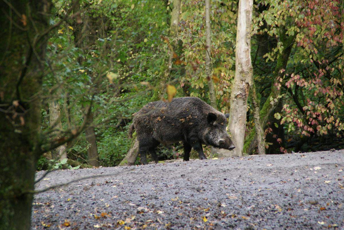 There are more than 1 million feral swine living in Florida, doctors said.