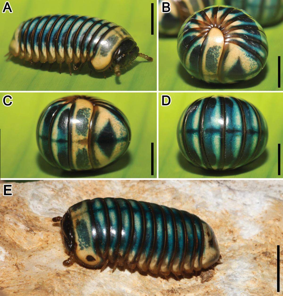 Several views of the Sphaerobelum turcosa, or giant turquoise pill millipede, stretched out, rolled up and in its natural habitat.