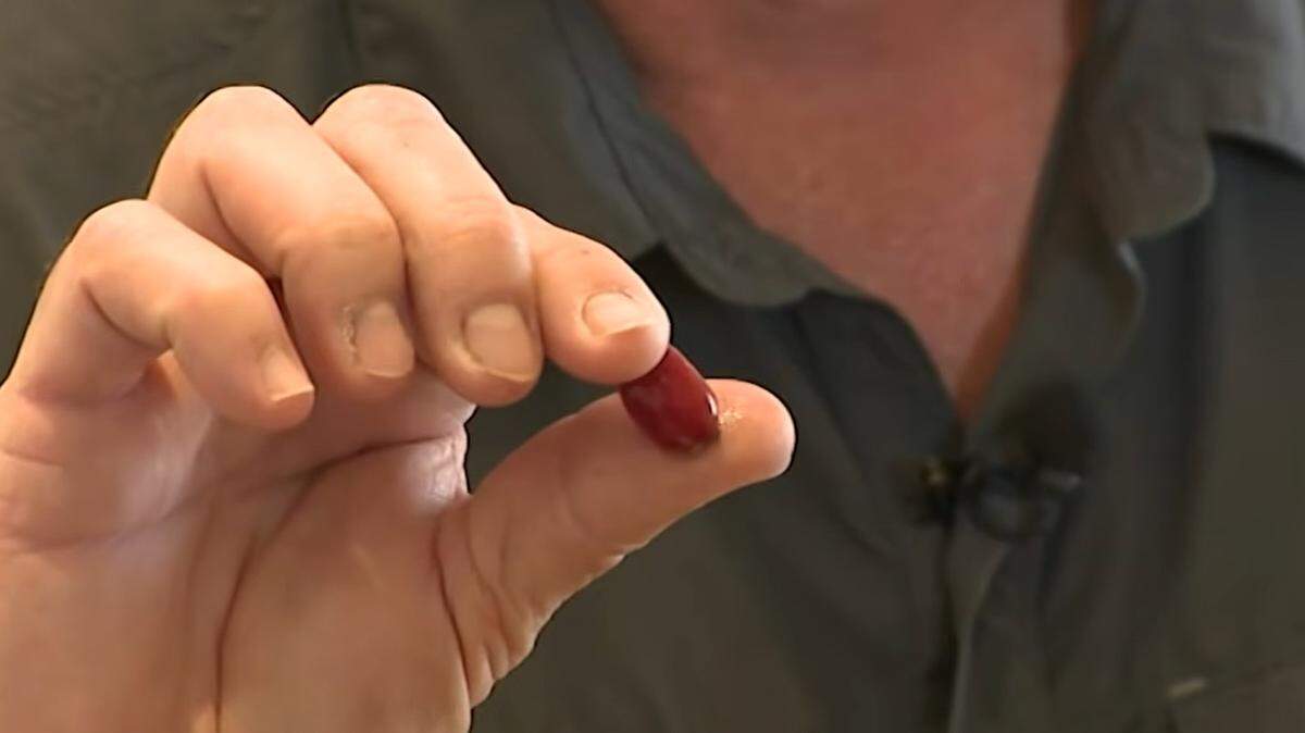 Known scientifically as Synsepalum dulcificum, this fruit is commonly called the ‘miracle fruit’ because of its remarkable effect on taste buds — particularly for patients undergoing chemotherapy.