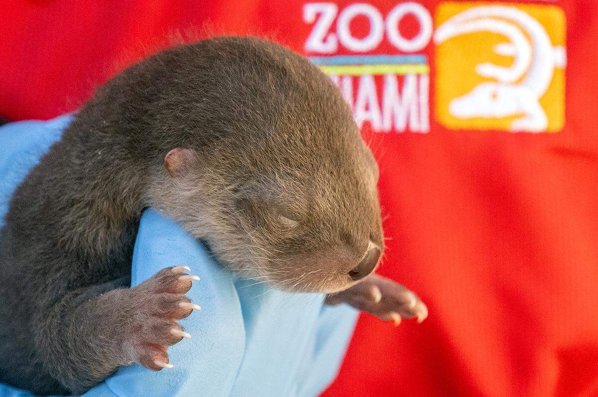 Zoo Miami’s Zinnia, a 7-year-old river otter, gave birth to three pups in the Florida: Mission Everglades exhibit Wednesday.