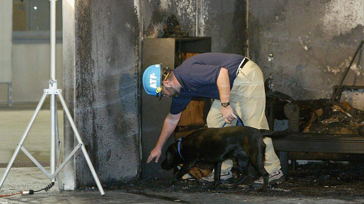 mold detection dog hidden mold