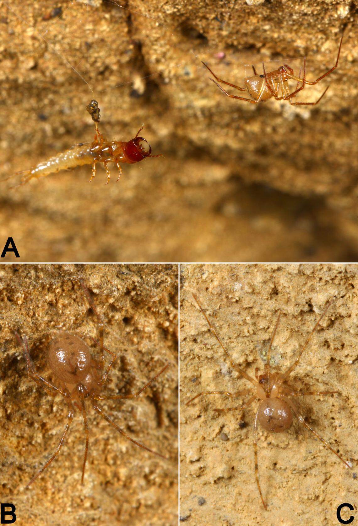 The “relatively small” spiders were found living under a stone in the cave, researchers said.