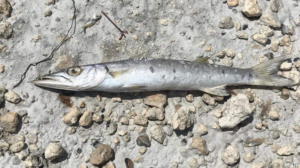 A dead juvenile barracuda lies near the mangroves of Little Torch Key during low tide after Hurricane Irma in September.