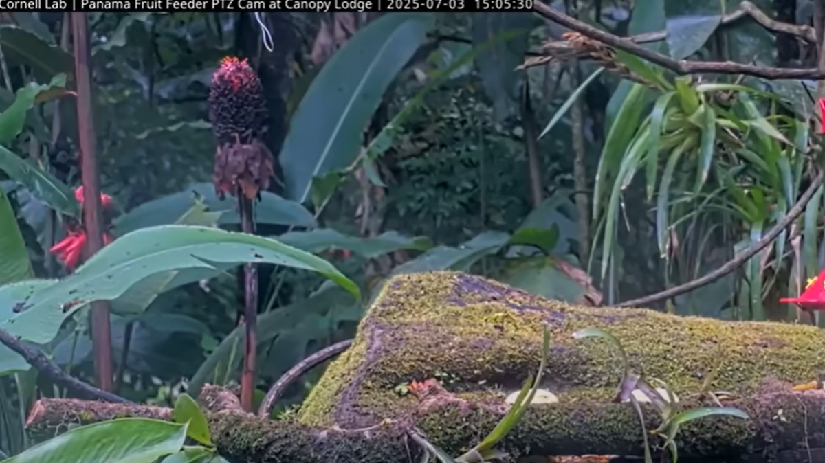 A camera trained at a feeding station in Panama captured the “surprise” visit of a bird.