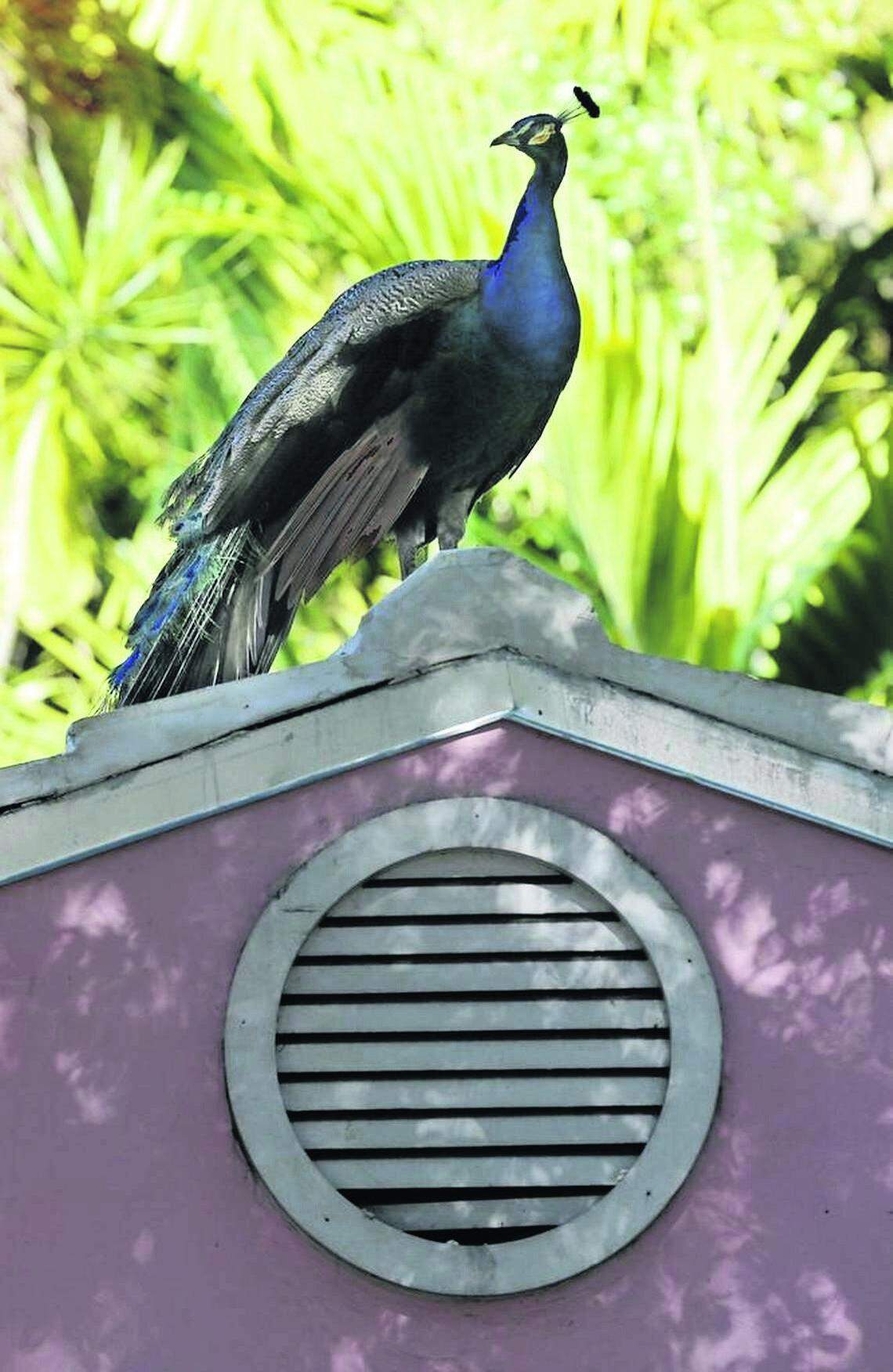 Pinecrest has a plan to deal with the proliferation of peafowl. The birds are pretty but a nuisance, residents say. This is a file photo of peacocks in Coconut Grove from 2020.