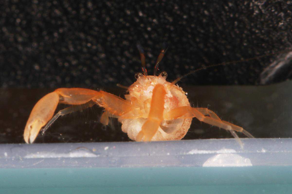The tiny creature measured less than 1 centimeter, according to the scientists.