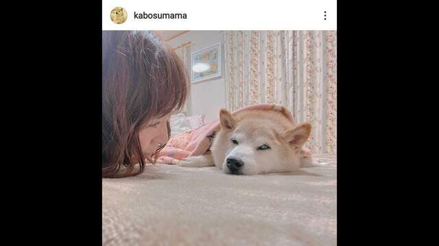 Dog from the ‘doge’ meme was very sick, owner in Japan says | Miami Herald