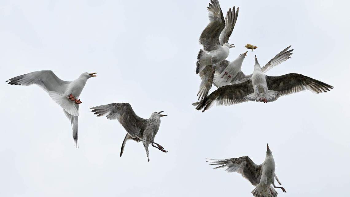 Why Do Seagulls Steal People’s Food Scientists Explain