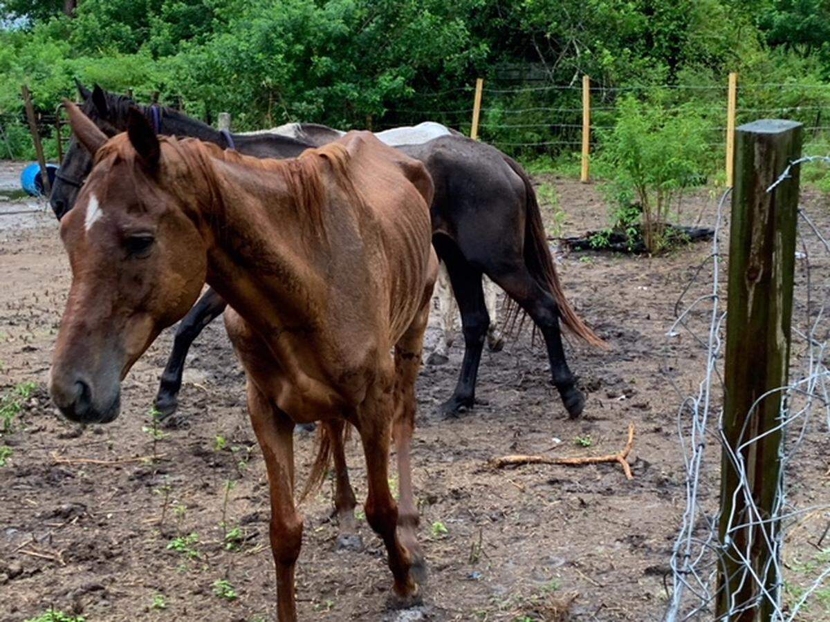 Five skeletal adult horses were found at the home of former Pasco county deputy Raven Devoss.