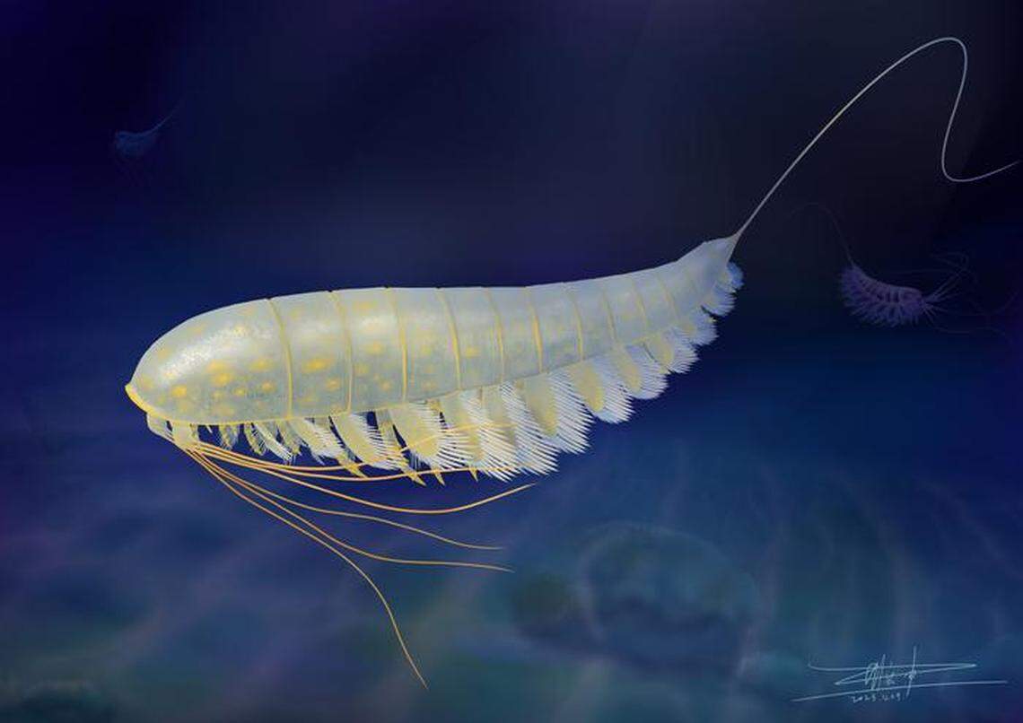 The blind creature had a long appendage that was used to search for prey in the dark.