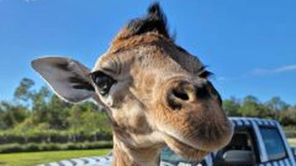 A giraffe calf was born at Lion Country Safari two days after Christmas in front of an audience of guests. The baby has yet to get a name.