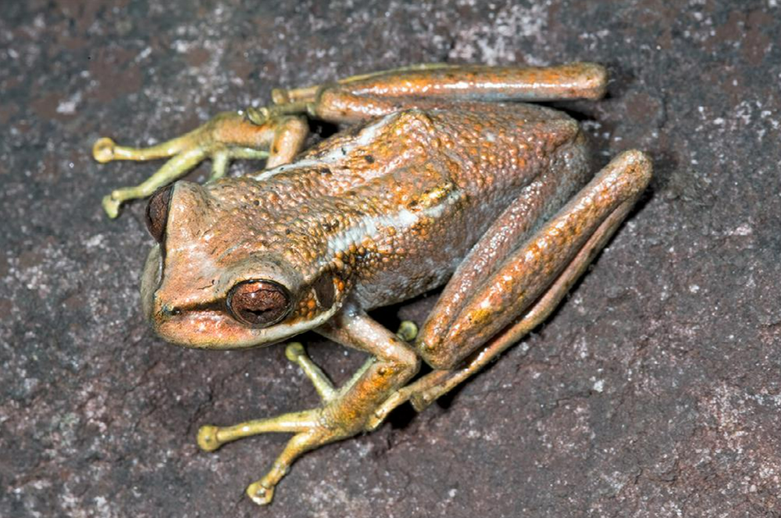 A Stefania lathropae frog sitting on a rock.