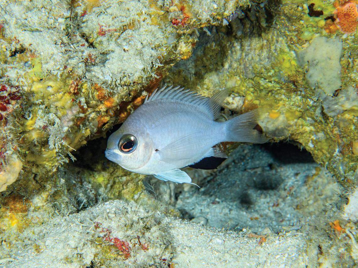 The new species has blue lips and a “pearly white” body, researchers said.