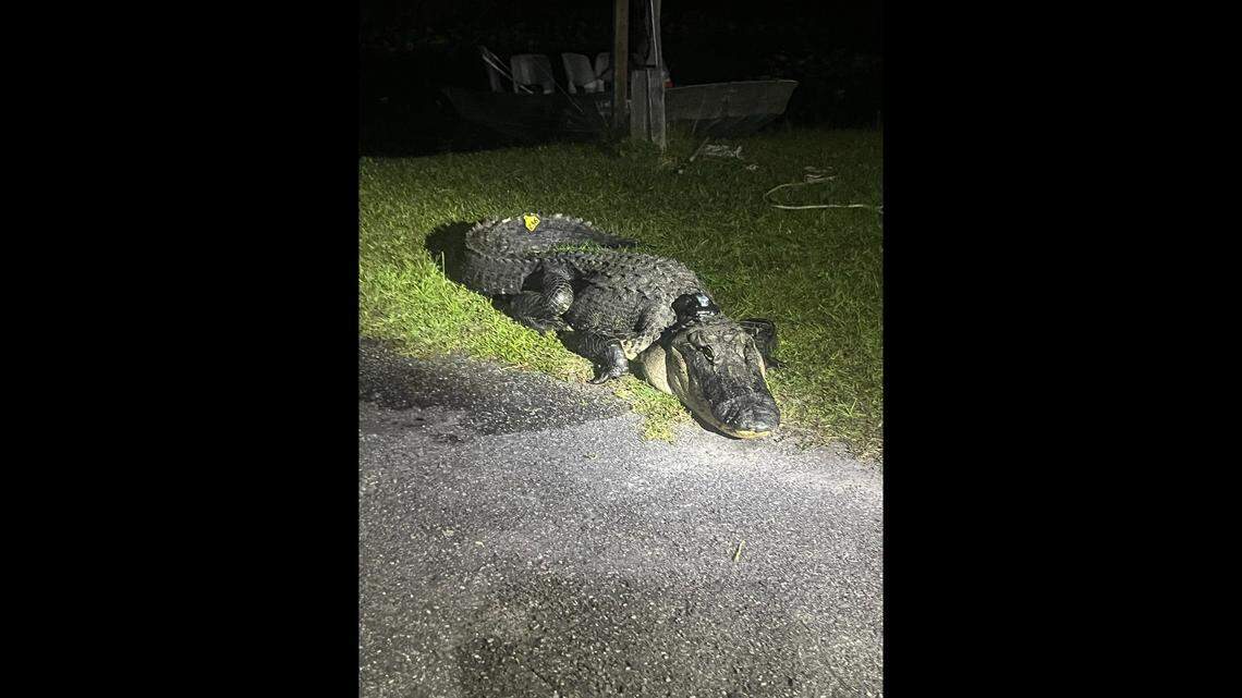 The hump could be genetic or it could be an injury that didn’t heal, experts say.