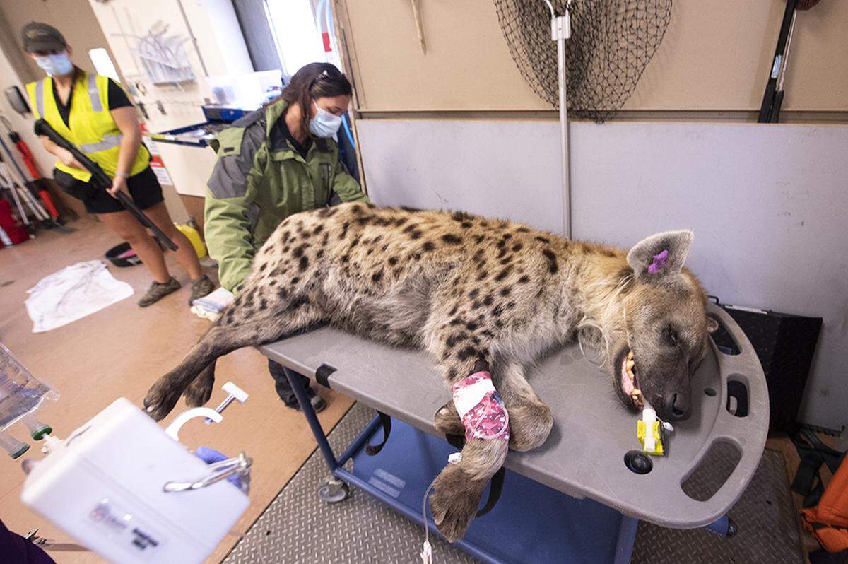Rubber mulch was found inside a 9-year-old Zoo Miami hyena named Maxi.