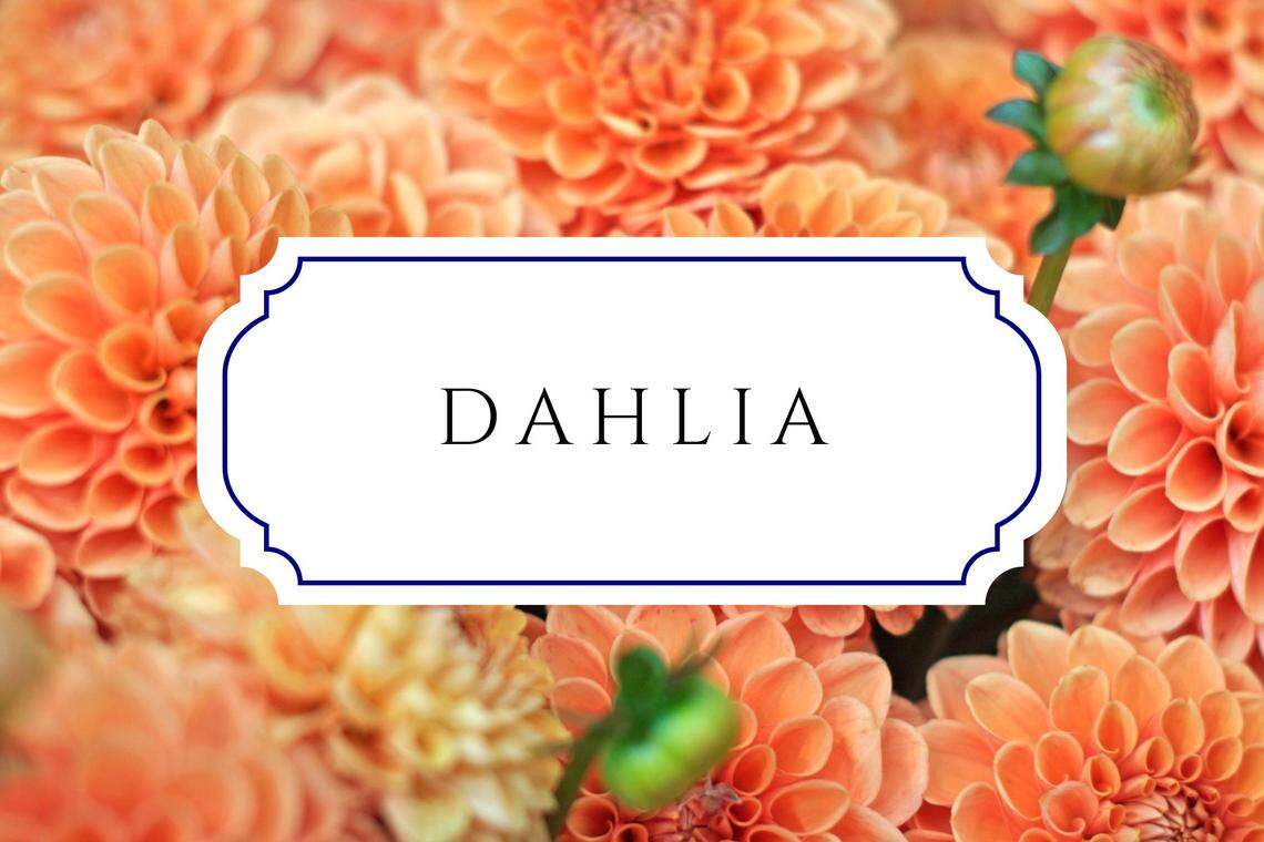 baby names that mean gift dahlia