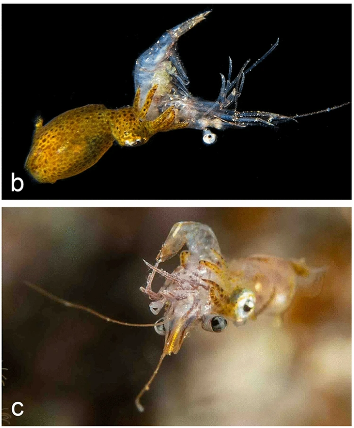 Two views of a Kodama jujutsu, or Hannan’s pygmy squid, capturing a shrimp.