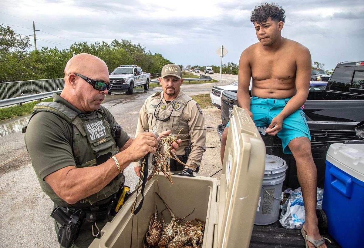 FWC officer Michael Goodwin, center, looks as Monroe County Sheriff’s Office Marine Deputy Willie Guerra measures a Florida spiny lobster captured by Heynar Mejia of Jupiter during the first day of lobster miniseason in the Florida Keys on Wednesday, July 26, 2023.