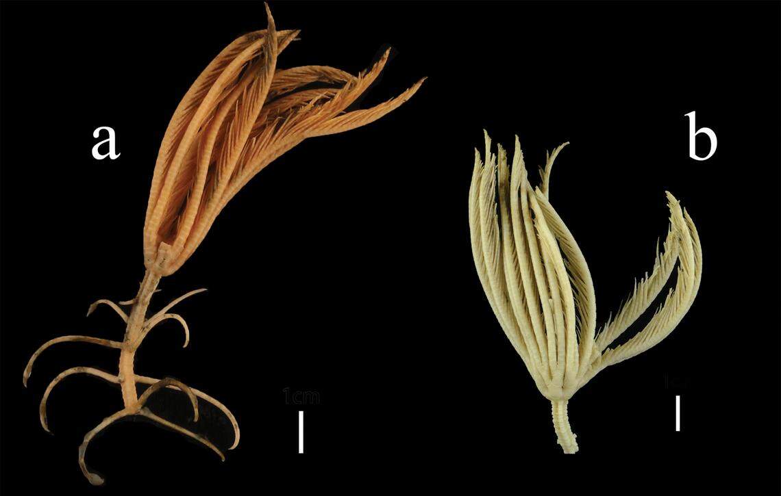 Crinoids are filter feeders that use their flowing arms to catch prey from the water.