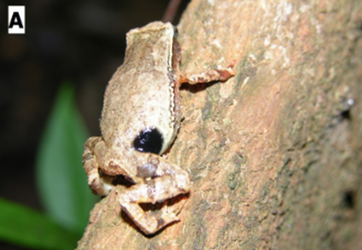 The frog is typically found along the ground on the leaf litter or soft forest dirt.