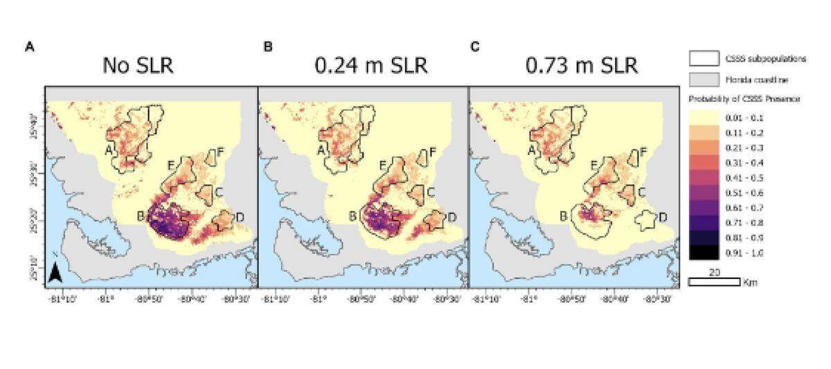 The new study found that with 2.4 feet (or 0.73 meters) of sea rise in 50 years, the odds of sparrows nesting in coastal prairies falls below 10%.
