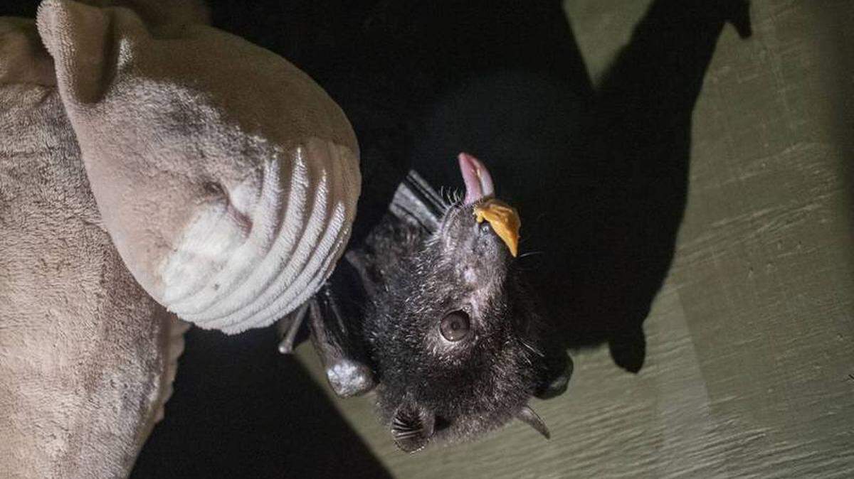 Flounder the bat at Brevard Zoo