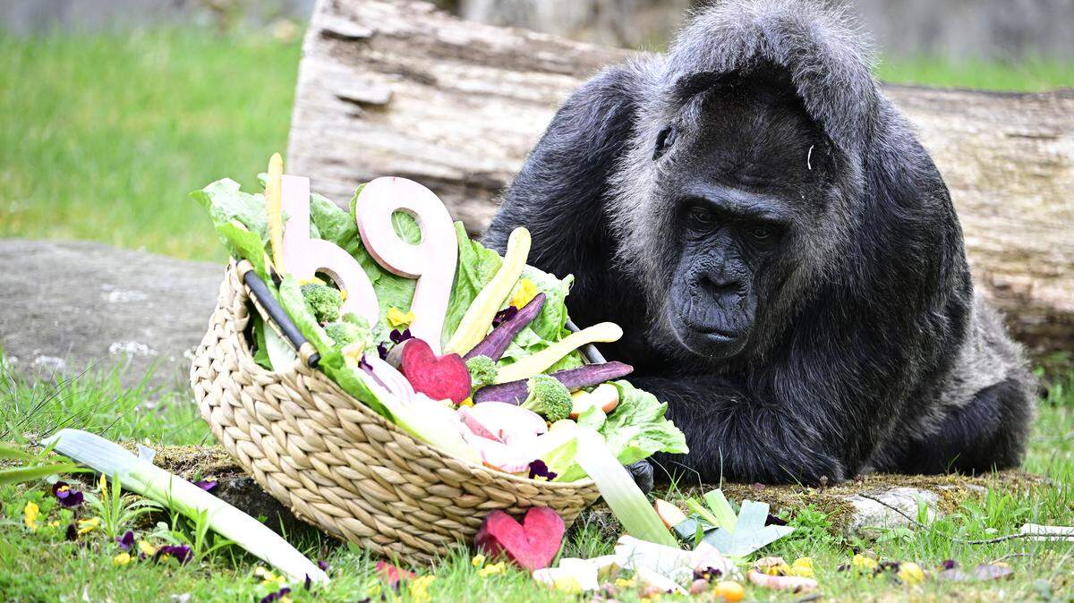 Lowland Gorilla lady Fatou is pictured on April 13, 2026 in her enclosure at the Zoologischer Garten zoo in Berlin, as her 69th birthday is celebrated. Fatou, born in the wild in West Africa, was brought to the Berlin zoo in 1959, as her age then was estimated to two years. She is believed to be the oldest living gorilla in the world. (Photo by Tobias SCHWARZ / AFP via Getty Images)