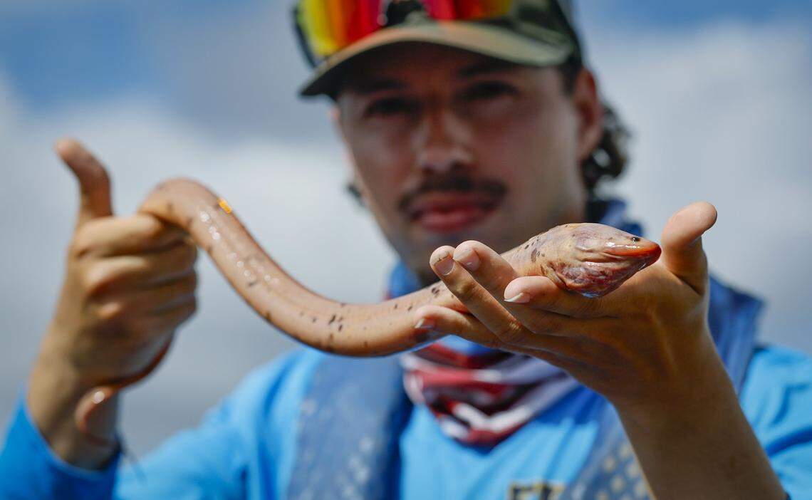 Florida International University post doctorate researcher Flavien Garcia holds an Asian swamp eel captured while electrofishing on an airboat in Everglades, Florida on Friday, November 7, 2025. The invasive species is considered worse than the Burmese python to the Everglades.
