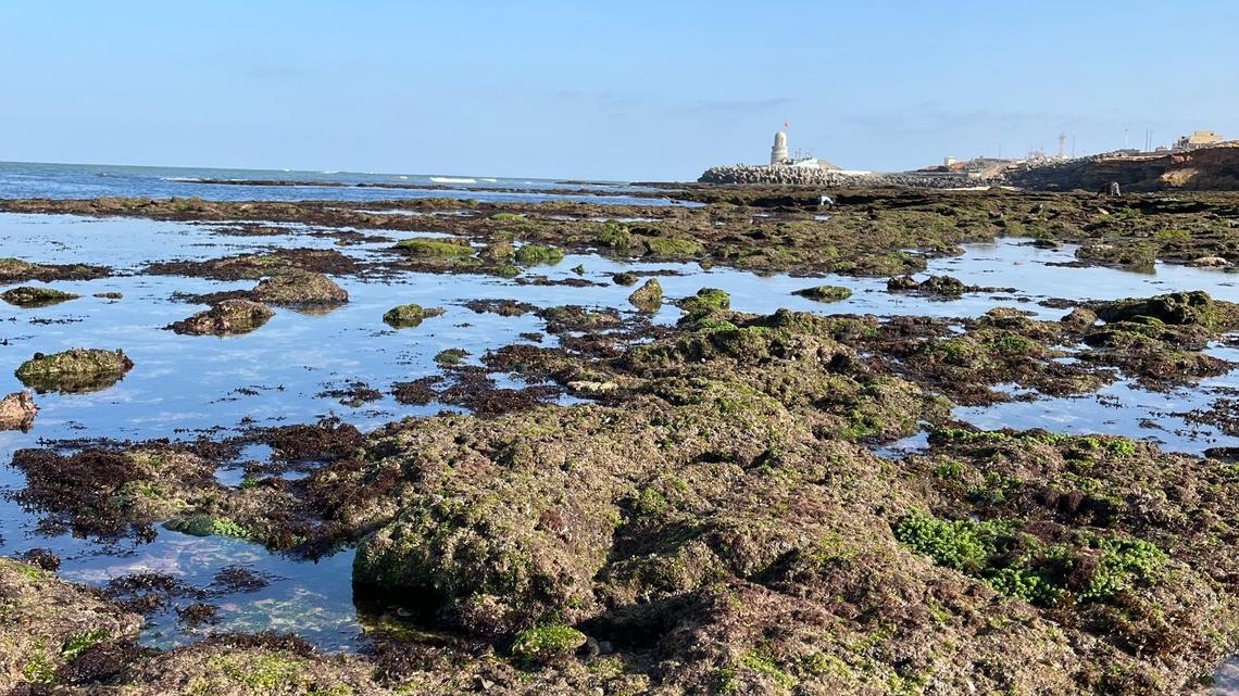 Along the intertidal coastline of northwestern India, a small gelatinous blob was identified as a new species.