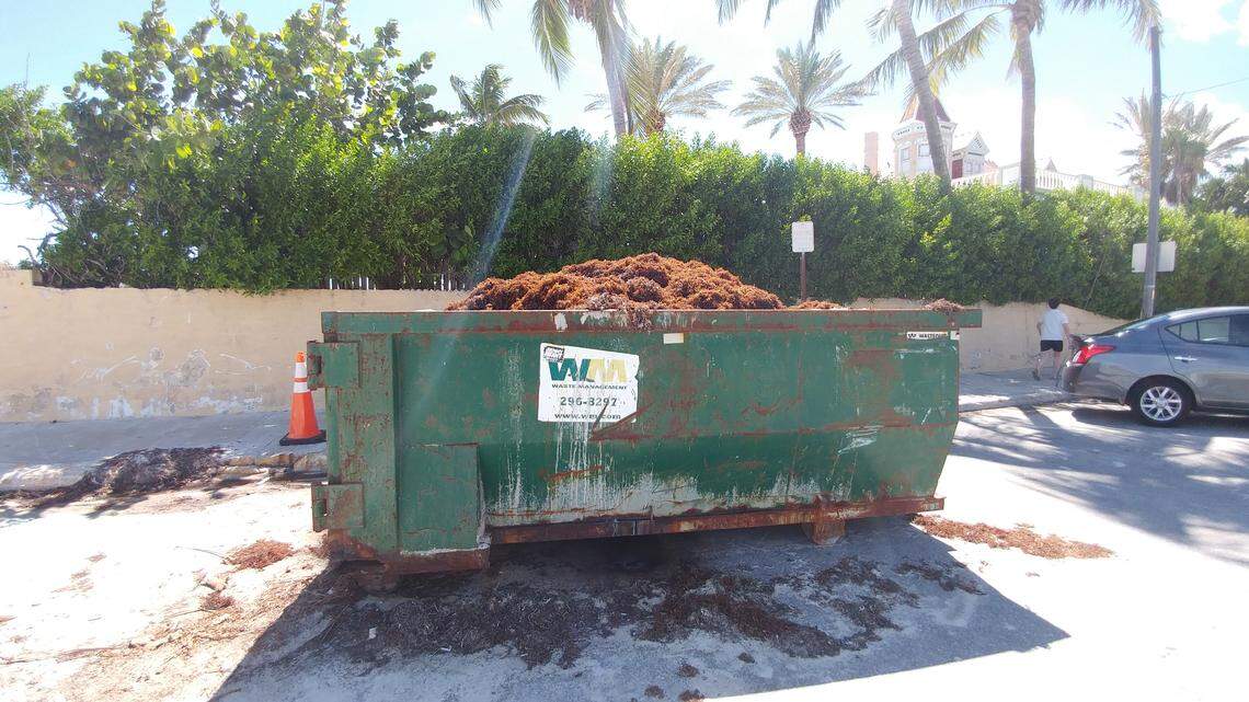 This Dumpster filed with rotting seaweed greets visitors to the ocean pier at 1400  Duval St.