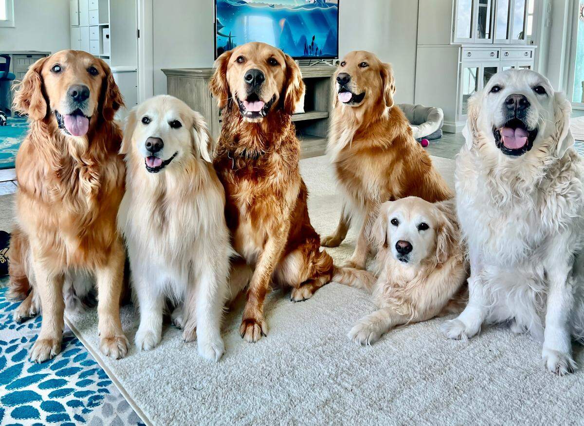 Remoulade, Venkman, Nacho, Guacamole, Hopper and Chief Brody, a pack of special needs or senior golden retrievers, have all been adopted by a Florida Keys family. Nacho is the newest pack member.