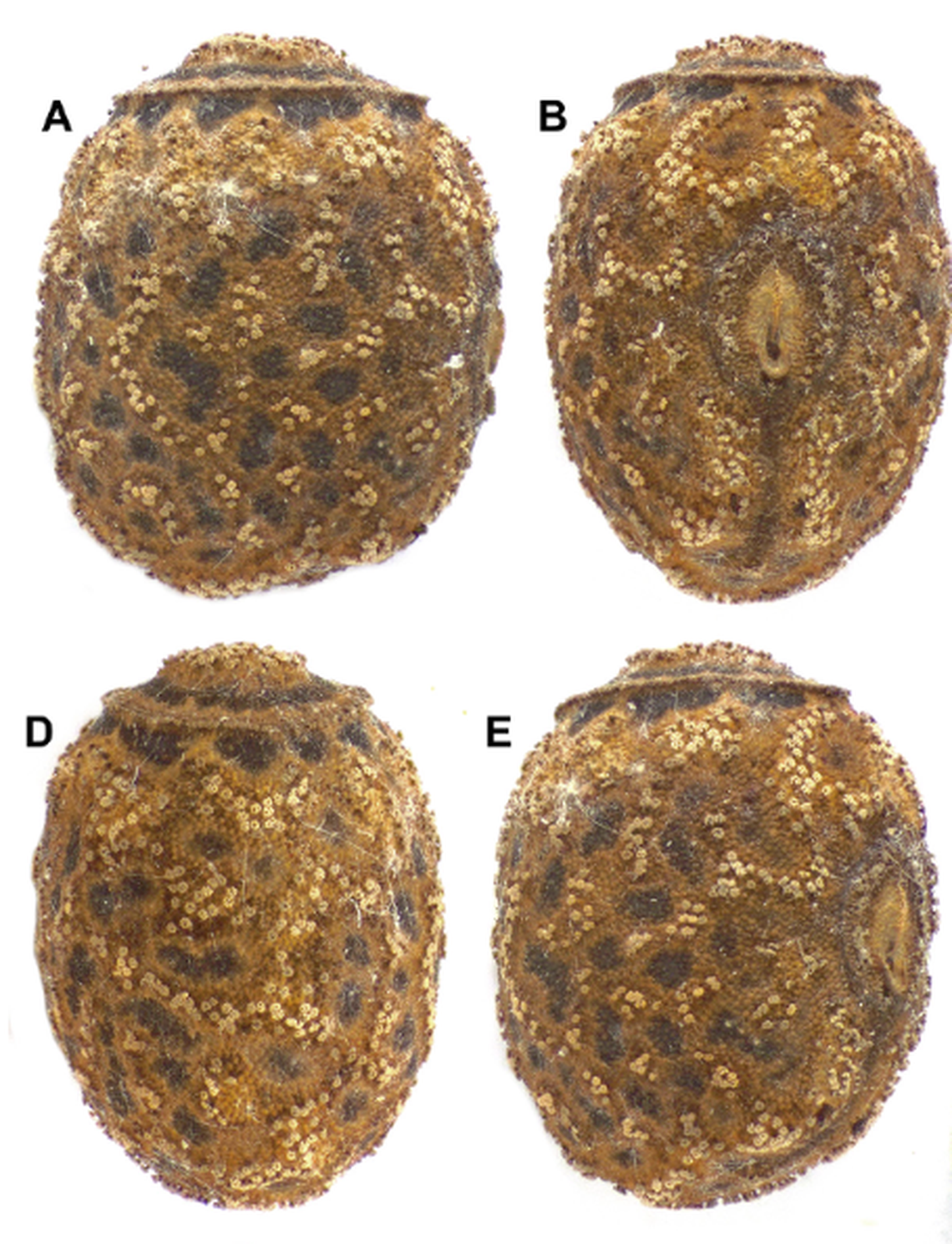 Eggs of the new species have “mushroom-like” structures across the surface.