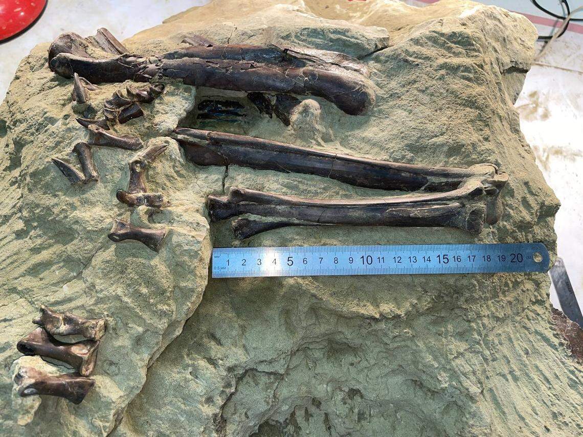 Large bones were found sticking out of the fallen rock, and belong to a new species of dinosaur, researchers said.