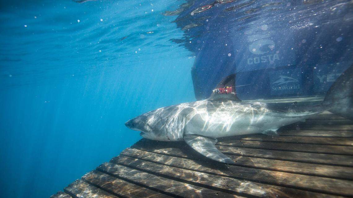 A closer inspection of Crystal’s track noted she avoided venturing too close to waters spilling from the Mississippi River into the gulf. In doing so, she avoided “a defined break in water temperature, salinity and phytoplankton,” OCEARCH reports.