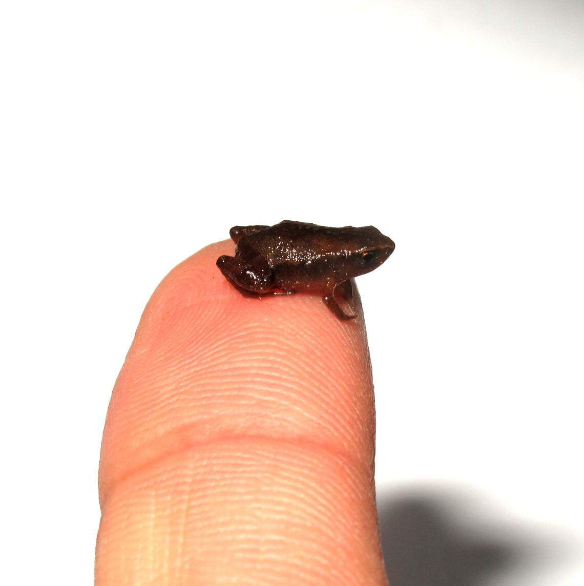The frog is so small it can fit on the tip of a finger.